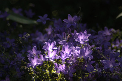 glockenblau_12224.jpg