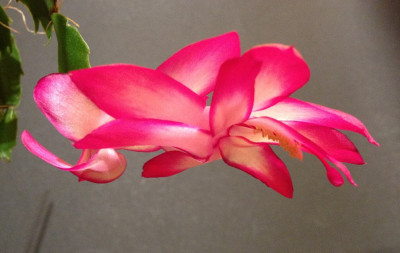 Schlumbergera_Hatherton_Charm_02-2013_1000x1000_80KB.jpg