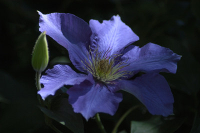 clematisblau_12244.jpg