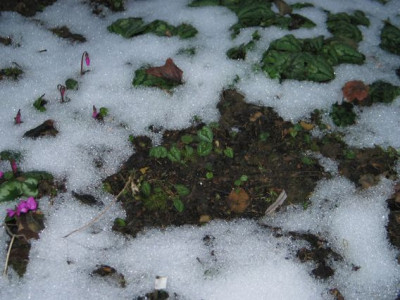 Uwes_Cyclamen1.jpg