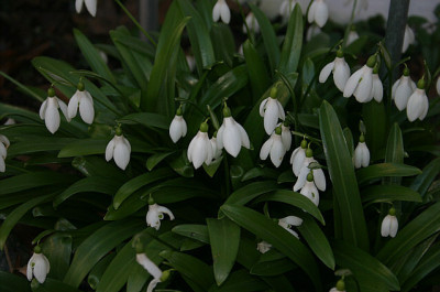 Schneeglockchen_01a.jpg