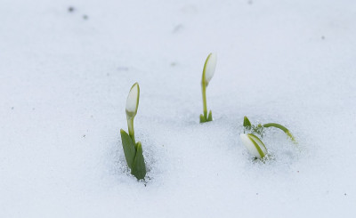 galanthus_spende.jpg