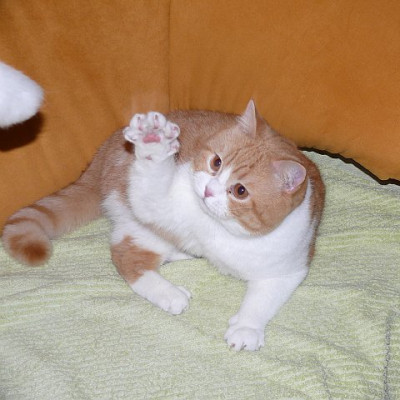 isaak_in_action_2013-02-02_058.jpg