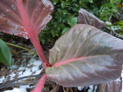 b_bartok_20.02.13_009.JPG