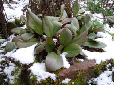 berg_mini20.02.13_014.JPG