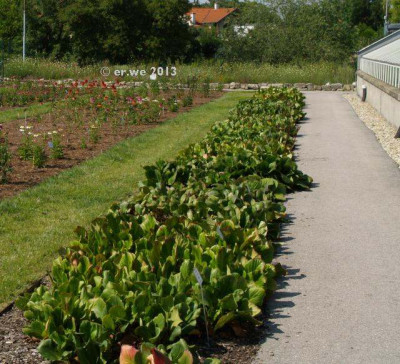 bergenien_koenigshof_2012-07.jpg