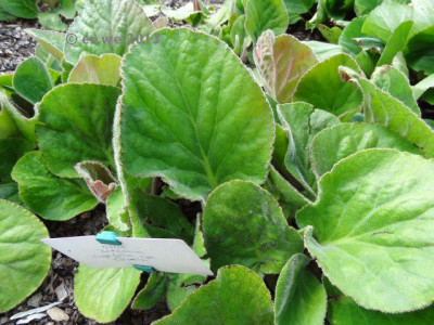 Bciliataxpurpurascens.jpg