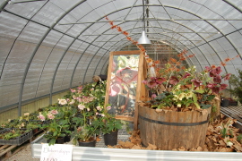 Althea3-13.jpg