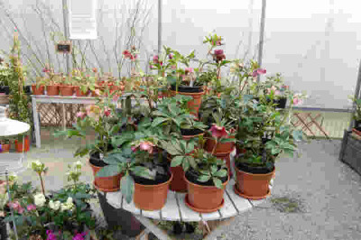 Althea_006.jpg