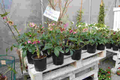 Althea_009.jpg
