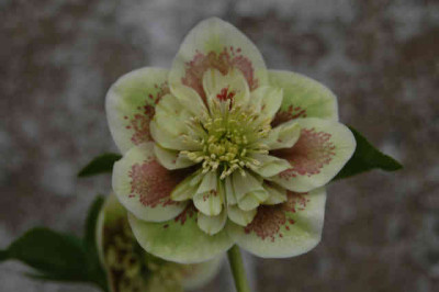 Blueten_026.jpg