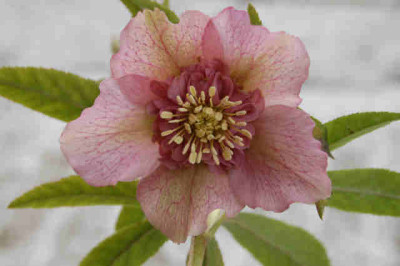 Blueten_047.jpg