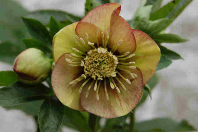 Blueten_008.jpg