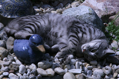 Juli2911a.jpg