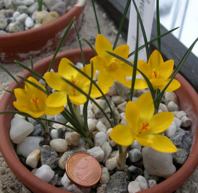 comp_Crocus_danfordiae_2__22.02.13.jpg