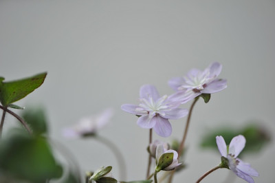 Hepatica_Sai_cho.jpg
