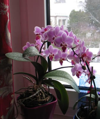 Phalaenopsis-Lisa.jpg