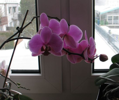 Phalaenopsis-Lisa1.jpg