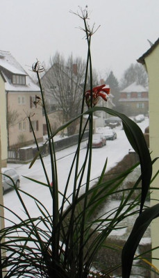Cyrtanthus-parviflorus-axe.jpg