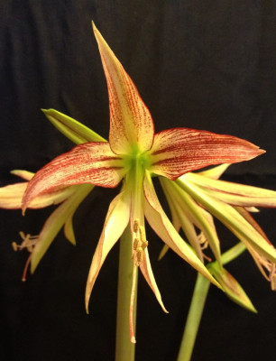 Hippeastrum_Emerald_02-2013_900x900_80KB.jpg