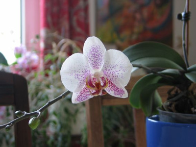 phalaenopsis_Lisa2.jpg