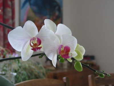 Phalaenopsis-Lisa4.jpg