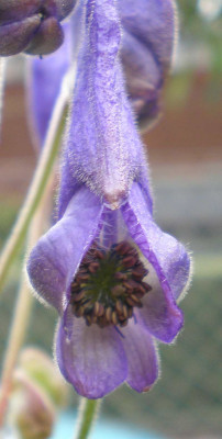 Aconitum_seoulense_Bluete.jpg