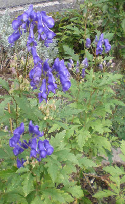 Aconitum_seoulense_Habitus.jpg