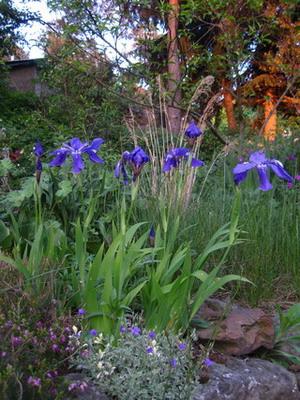 IMG_4799_Iris_tectorum_2012_w.jpg