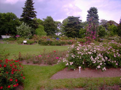 Rosarium.JPG