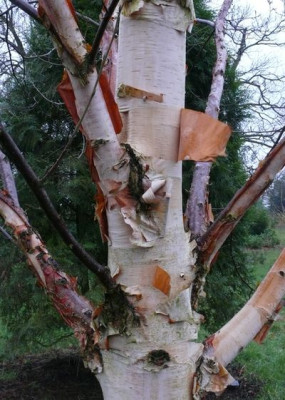Betula.jpg