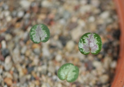 Cyclamen_Nachwuchs.jpg
