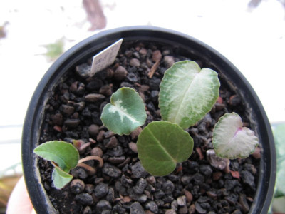 Cycl_hederif_ssp_crassif_ex_CSE_93973_130225.jpg