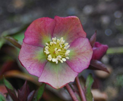 C5679a_Small.jpg