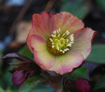 C5681a_Small.jpg