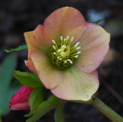 C5683b_Small.jpg