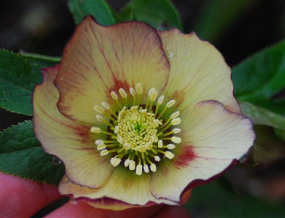 C5686a_Small.jpg