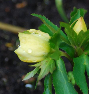 C5677a_Small.jpg