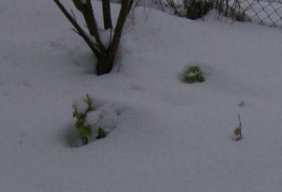 Februarschnee1-250213.jpg