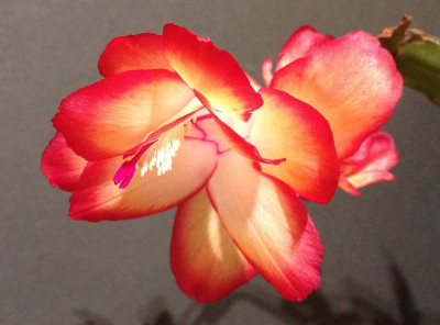 Schlumbergera_Frances_Rollason_02-2013_1200x1200_80KB.jpg