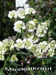Juli_2009_083.jpg
