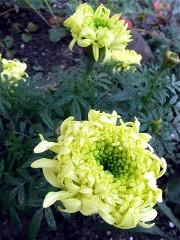 Schmucktagetes_002.jpg