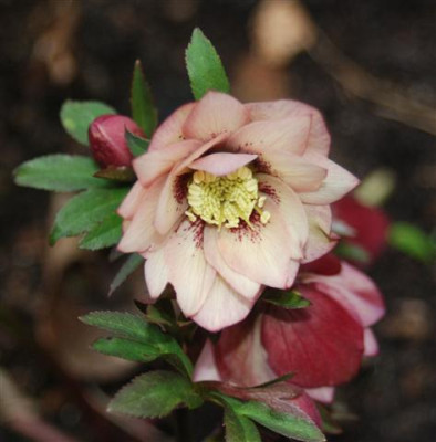 C5693a_Small.jpg