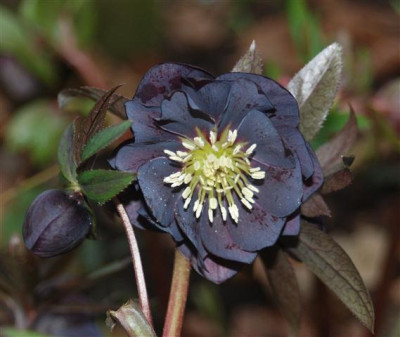 C5696a_Small.jpg
