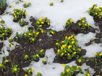 Eranthis_28.2.13_ue.jpg