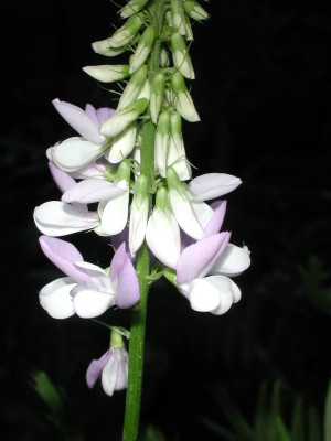 Galega_officinalis.jpg