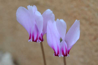 C.h.crassifolium.jpg