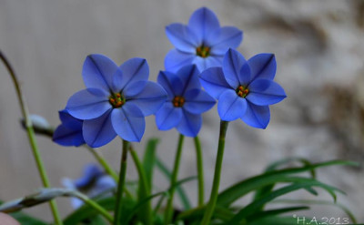 Ipheion3_13-02-26.jpg