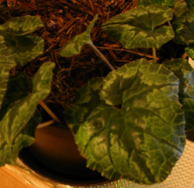 unbekanntes-Cyclamen2.jpg