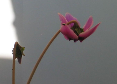 Unbekanntes_Cyclamen.jpg